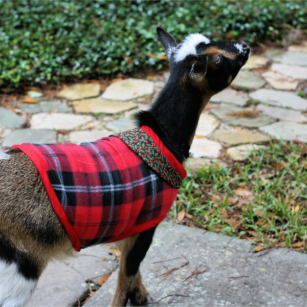 Twelve Days of Christmas Crafts, Day 7-Goat Coats