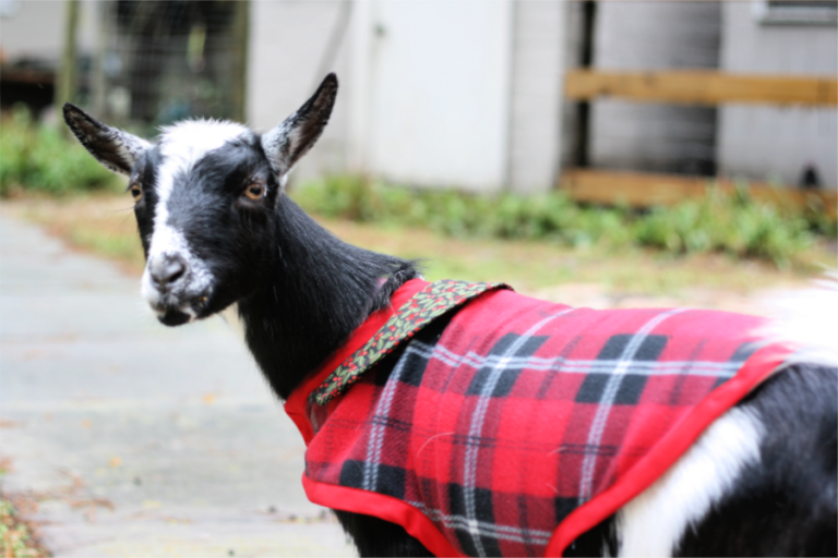 Twelve Days of Christmas Crafts, Day 7Goat Coats • mimzy & company